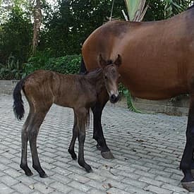 Anestesia D'Galeno