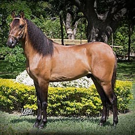 Angio D'Galeno