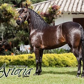 Arteria D'Galeno