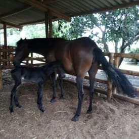 Auscultación D'Galeno