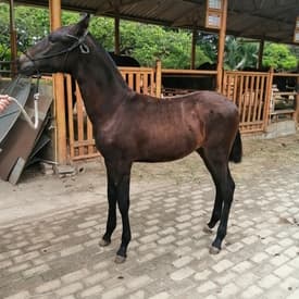 Cardioversor D'Galeno