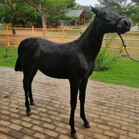 Diástole D'Galeno