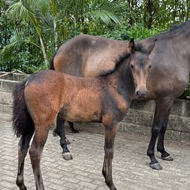 Extrasístole D'Galeno