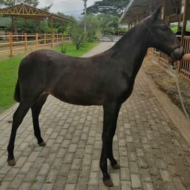 Nodo Sinusal D'Galeno