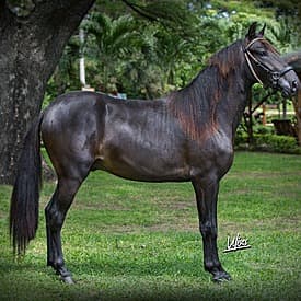 Pálpito D'Galeno