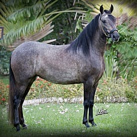 Pulsación D'Galeno