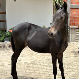 Troponina D'Galeno