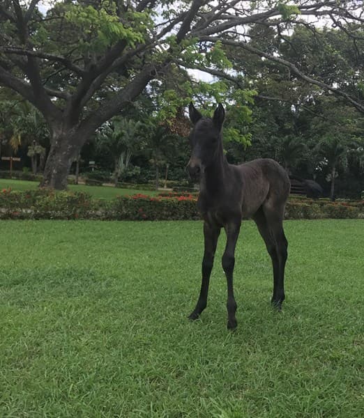ANAMNESIS D'GALENO — foto