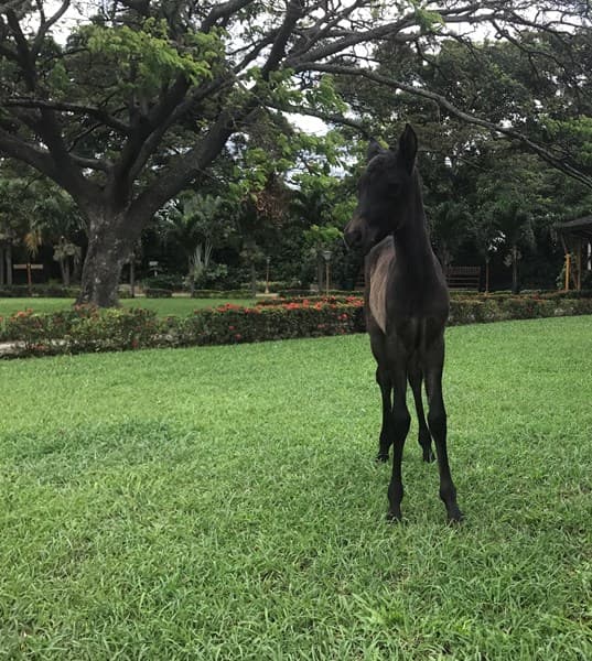 ANAMNESIS D'GALENO — foto