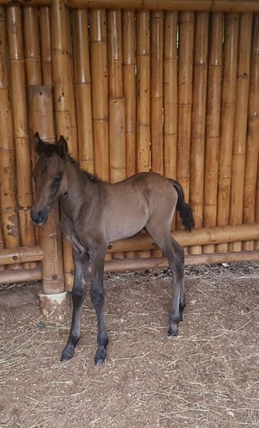 PULSACION D'GALENO — foto