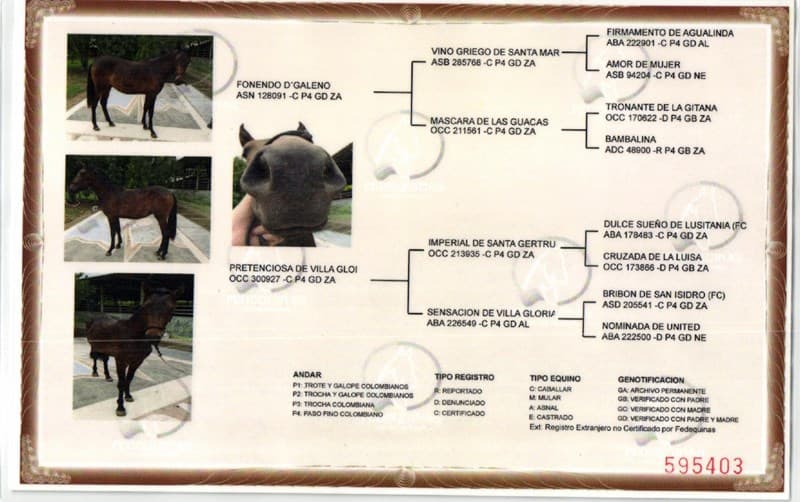 HIPERTENSIÓN D'GALENO — foto