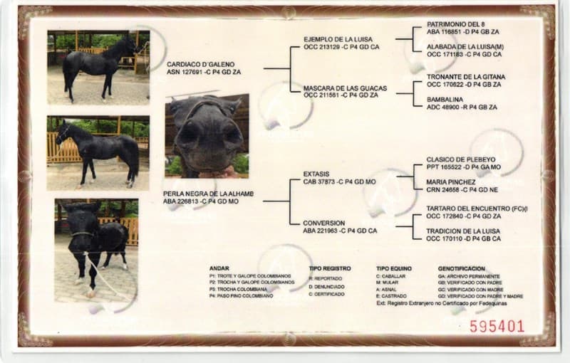 PALPITACIÓN D'GALENO — foto