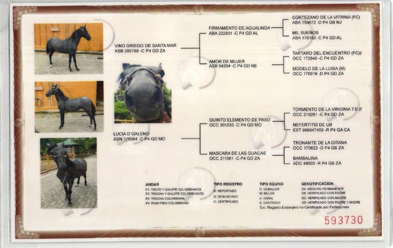 CLÍNICA D'GALENO — foto