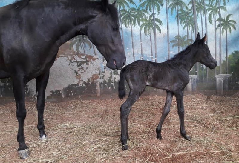 RECEPTORA MASCARA D'GALENO — foto