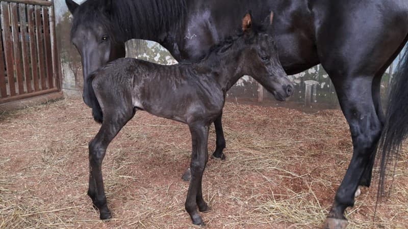 RECEPTORA MASCARA D'GALENO — foto