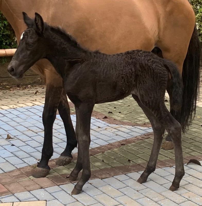 RECEPTORA DISNEA D'GALENO — foto