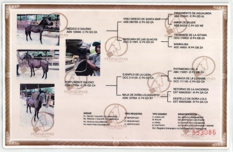 CIRCULACIÓN D'GALENO — foto
