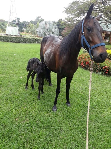 SÍNTOMA D'GALENO
