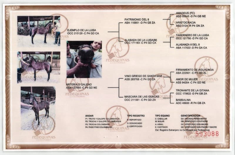 CARDIOLOGIA D'GALENO — foto