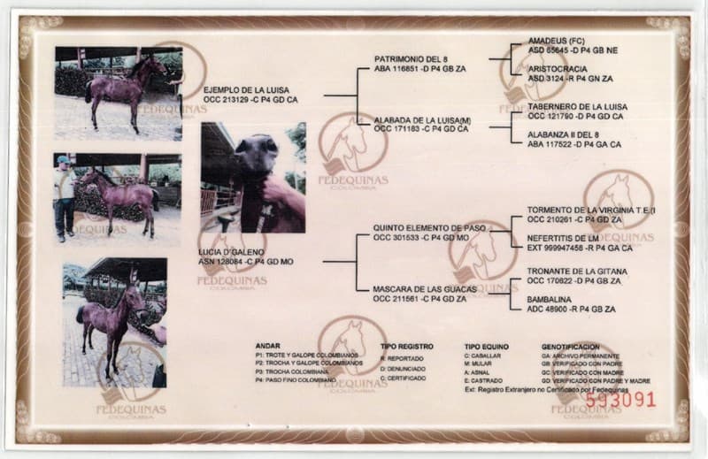 PAPÁ D'GALENO — foto