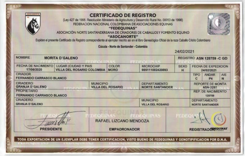 MORITA D'GALENO — foto