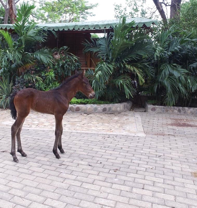 RECEPTORA PREVENCIÓN D'GALENO — foto