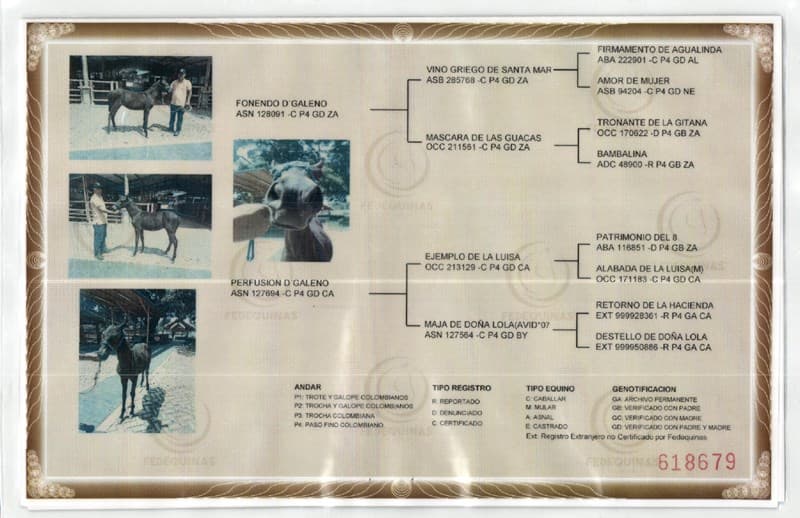 AUSCULTACIÓN D'GALENO — foto