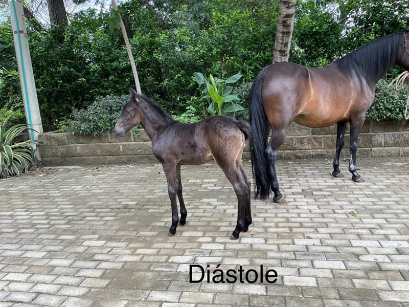 DIÁSTOLE D'GALENO — foto