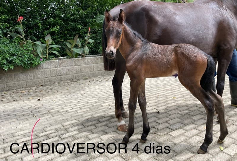 CARDIOVERSOR D'GALENO — foto