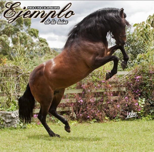 EJEMPLO DE LA LUISA — foto