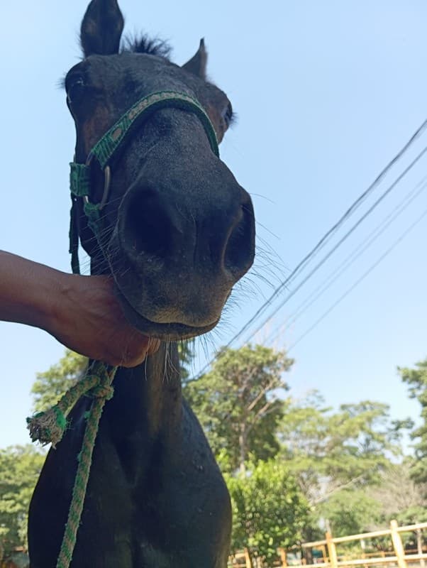 ELECTROSHOCK D'GALENO — foto