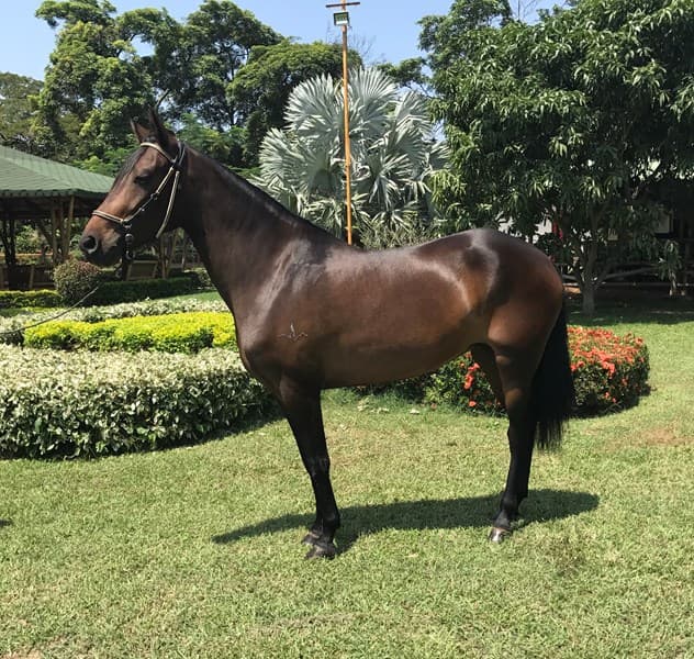 PRETENCIOSA DE VILLA GLORIA — foto