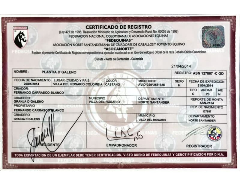 PLASTIA D'GALENO — foto