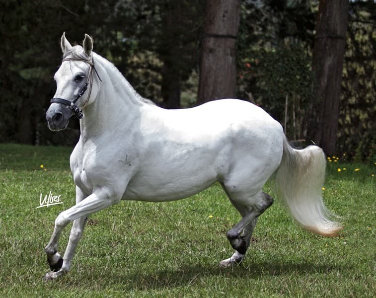 PERLA NEGRA DE LA ALHAMBRA — foto