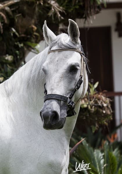 PERLA NEGRA DE LA ALHAMBRA — foto