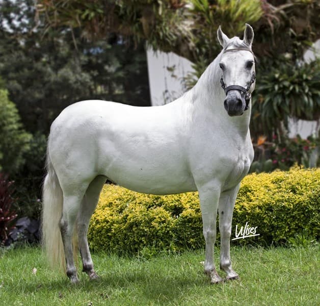 PERLA NEGRA DE LA ALHAMBRA — foto
