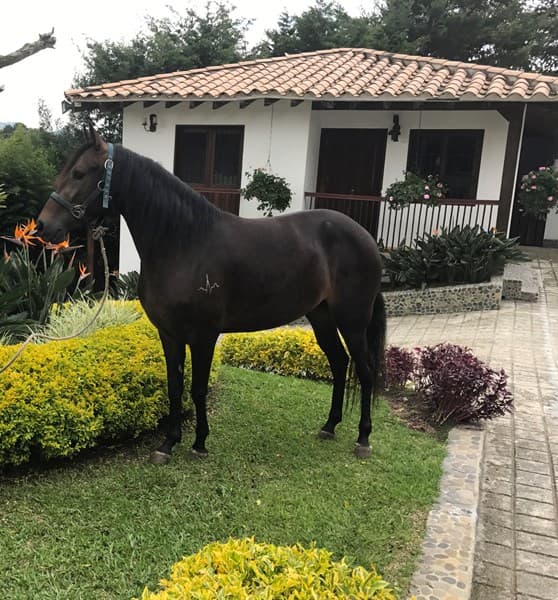 ARTERIA D'GALENO — foto