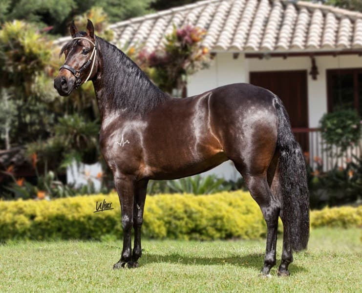 ARTERIA D'GALENO