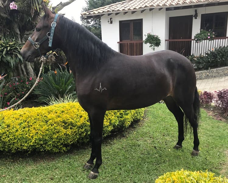 ARTERIA D'GALENO — foto