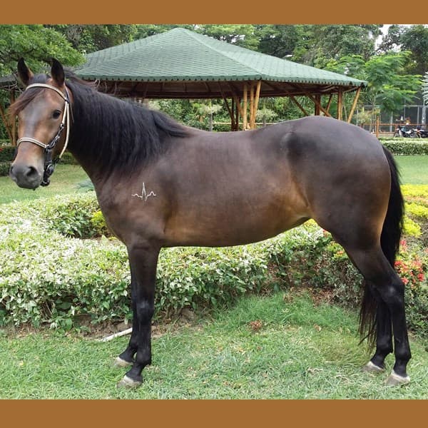 ARTERIA D'GALENO — foto