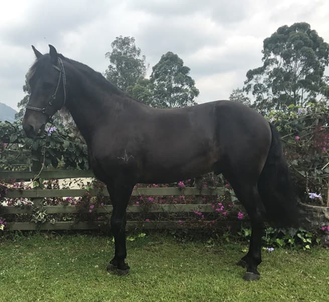 CARDIACO D'GALENO — foto