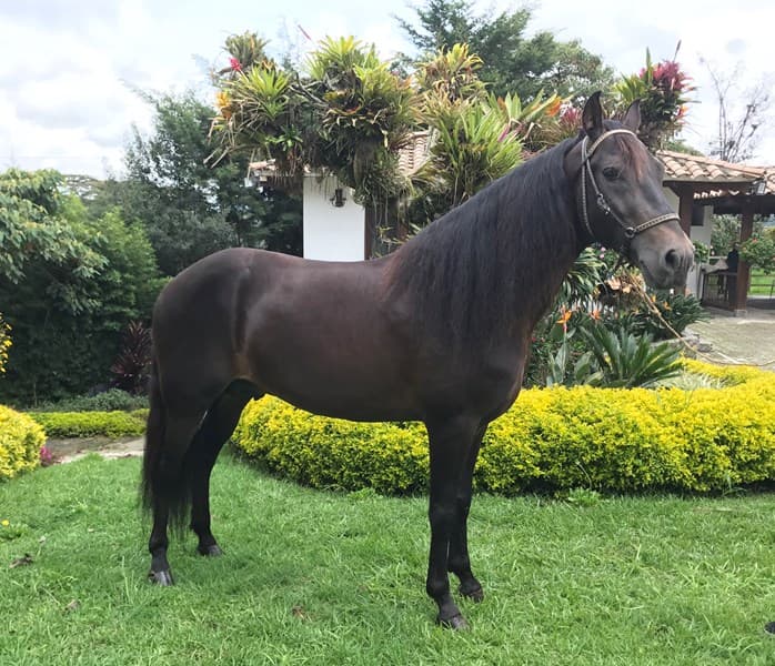 CARDIACO D'GALENO — foto