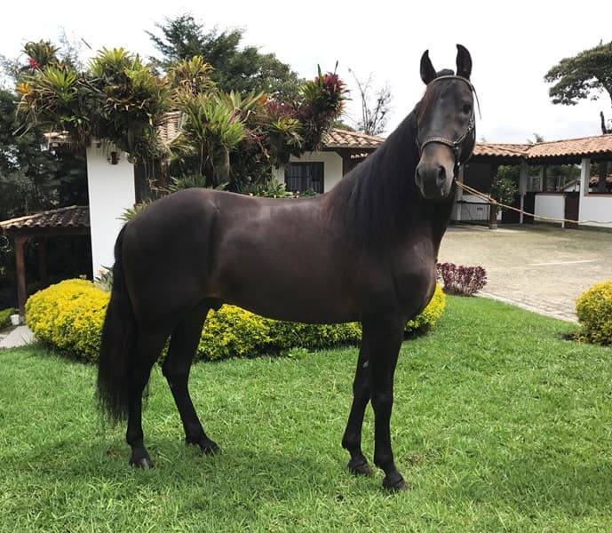 CARDIACO D'GALENO — foto