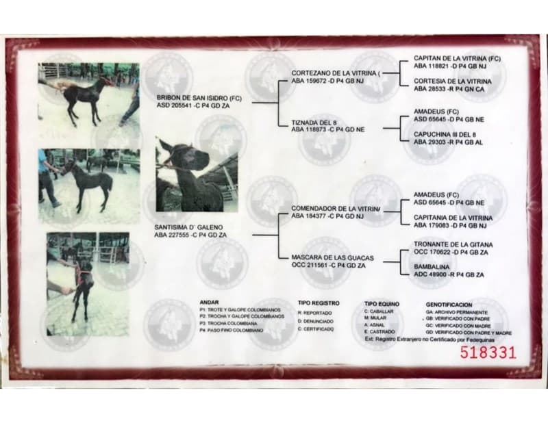 SALUD D'GALENO — foto