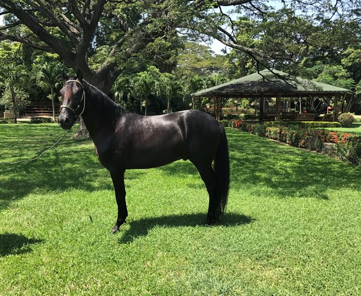 FONENDO D'GALENO — foto
