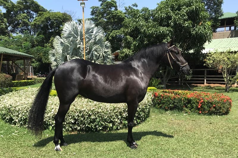 SANGRIA D'GALENO — foto