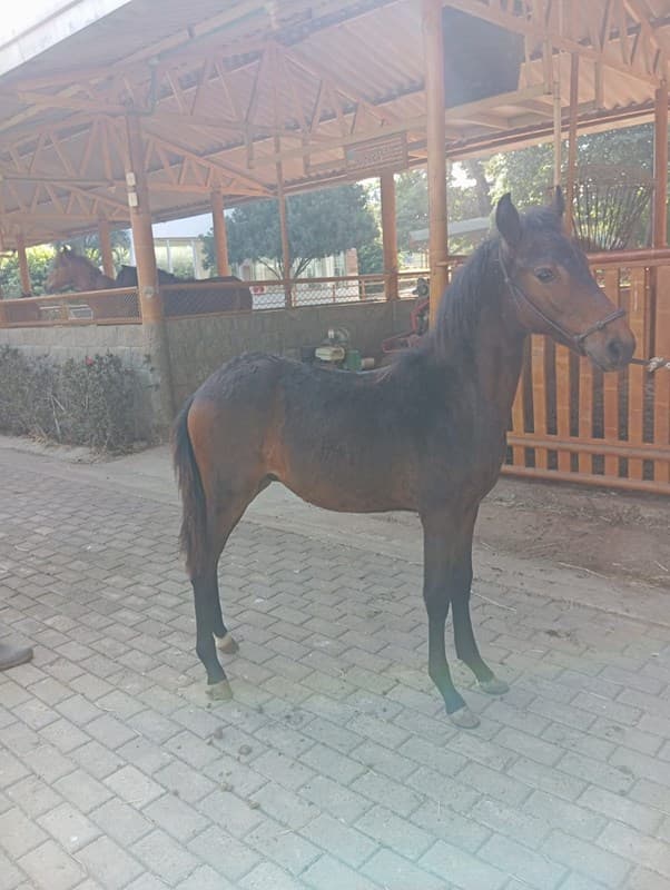 MILEI D'GALENO