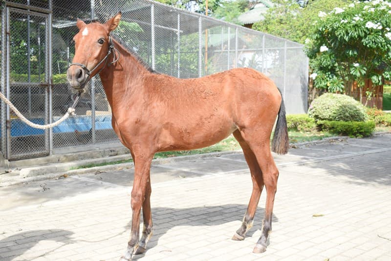 INTENSIDAD D'GALENO