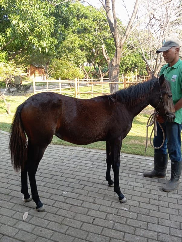 EXTRASISTOLE D´GALENO — foto