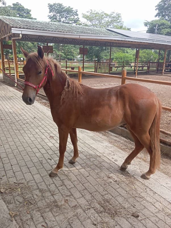 CARISMA D'GALENO — foto